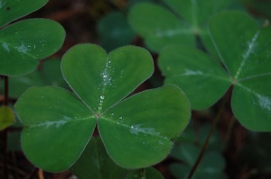 een klavertje oftewel een shamrock | Shamrock